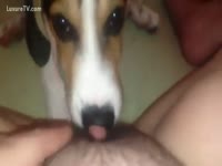 Dog licking some pubes